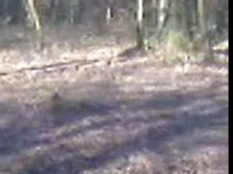 Honda 125 é 250 CR dans les bois