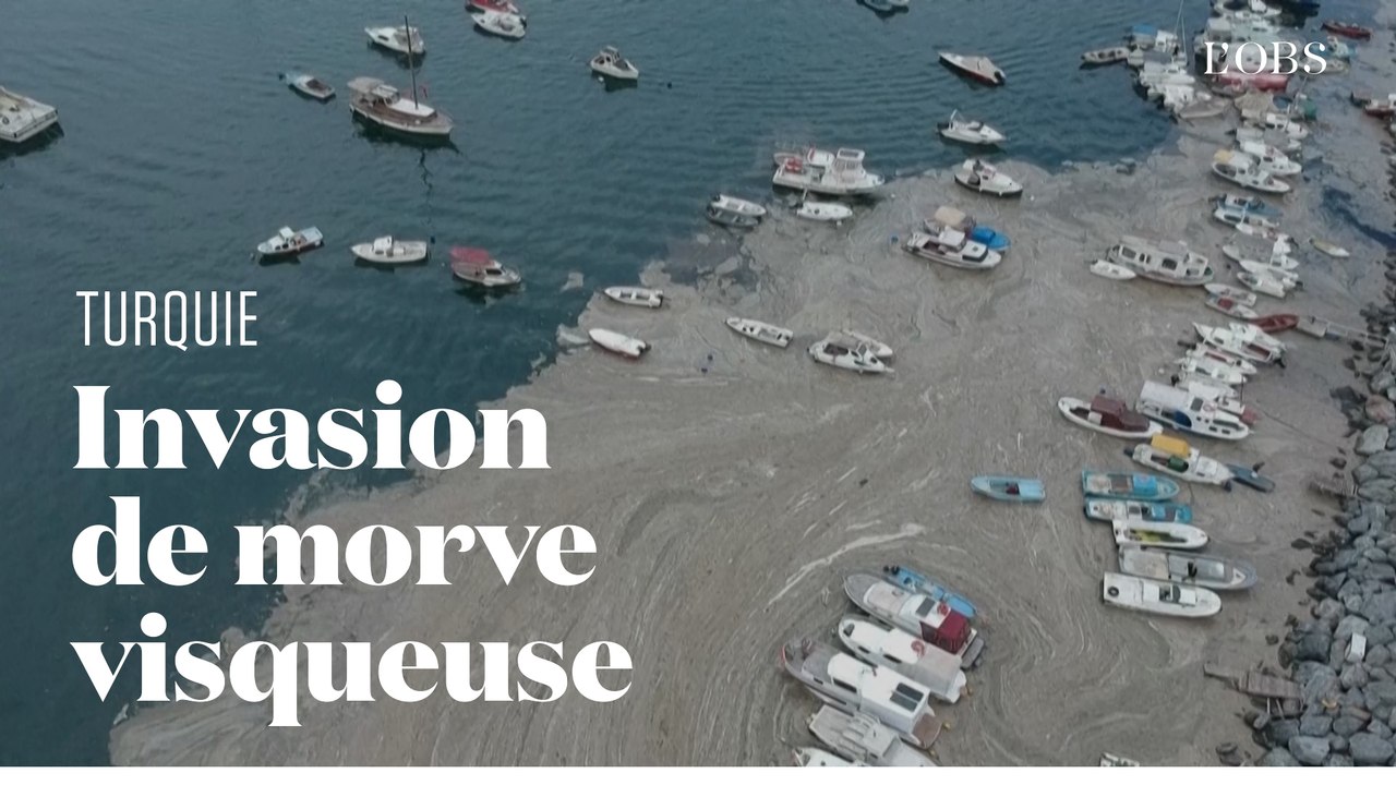 De la "morve de mer" envahit le littoral turc