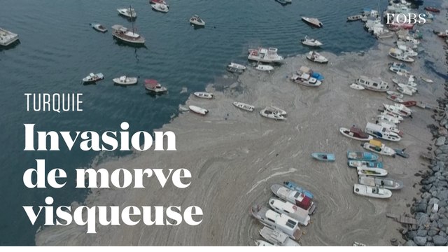 De la morve de mer envahit le littoral turc
