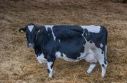 Cows get wearable technology to cut greenhouse gasses
