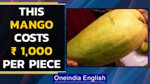 Mango cultivated in Madhya Pradesh costs up to ₹ 1,000 per piece| Noorjahan Mango | Oneindia News