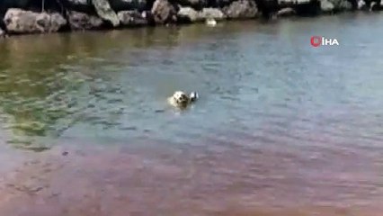 İz takip köpeği ‘Pipet’ yaralı ördeğin hayatını kurtardı