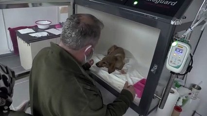 ZONGULDAK - Ormanda bacakları kırılmış halde bulunan köpeğin tedavisi sürüyor