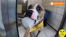 Dogs are treated to dog-friendly ‘pupsicles’
