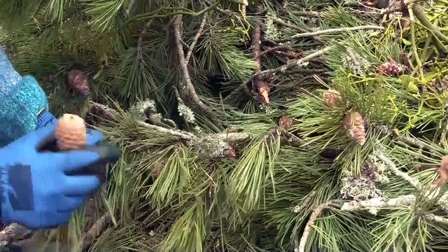 KASTAMONU - Daday Fidanlık Şefliğinde yetiştirilen tohumlar yanan orman alanlarını yeşertiyor (1)