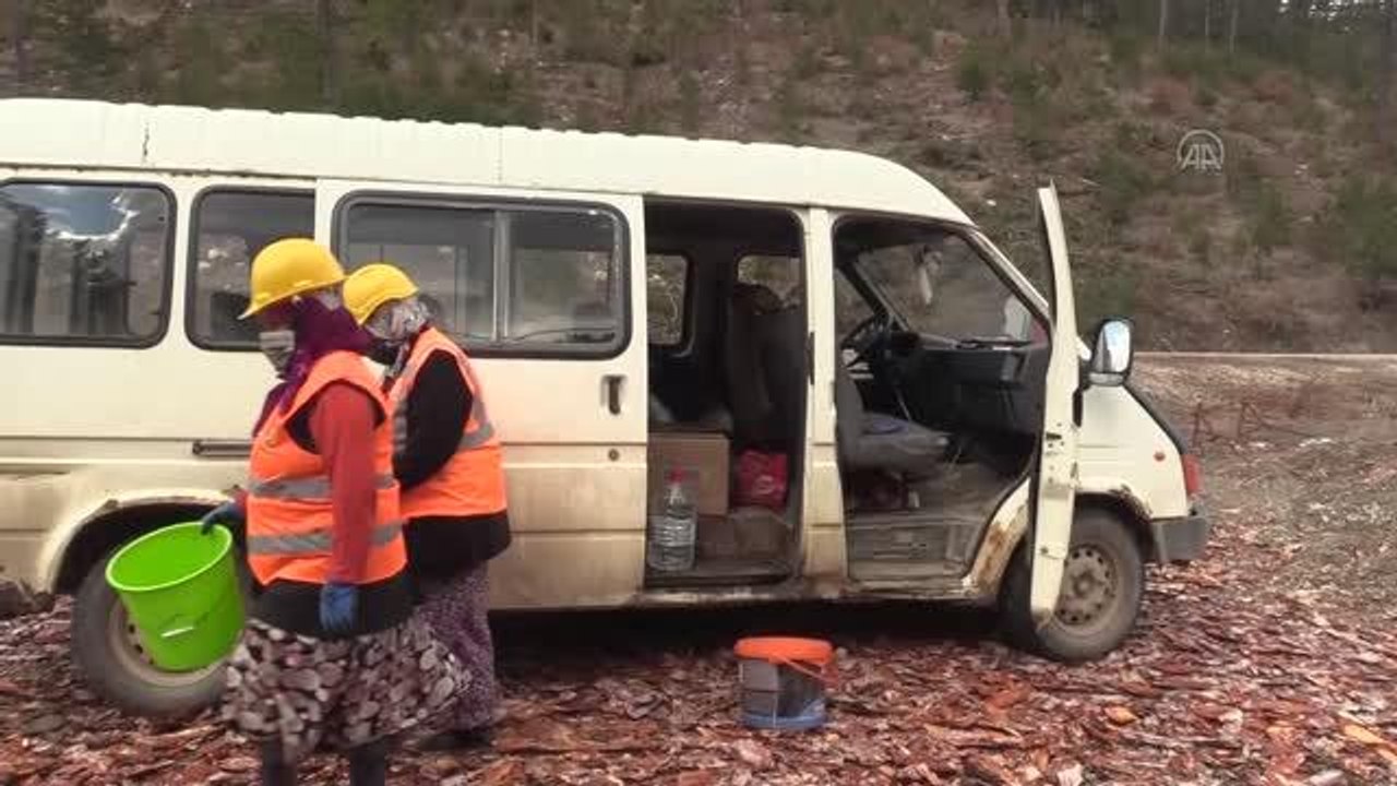 KASTAMONU - Daday Fidanlık Şefliğinde yetiştirilen tohumlar yanan orman alanlarını yeşertiyor (2)