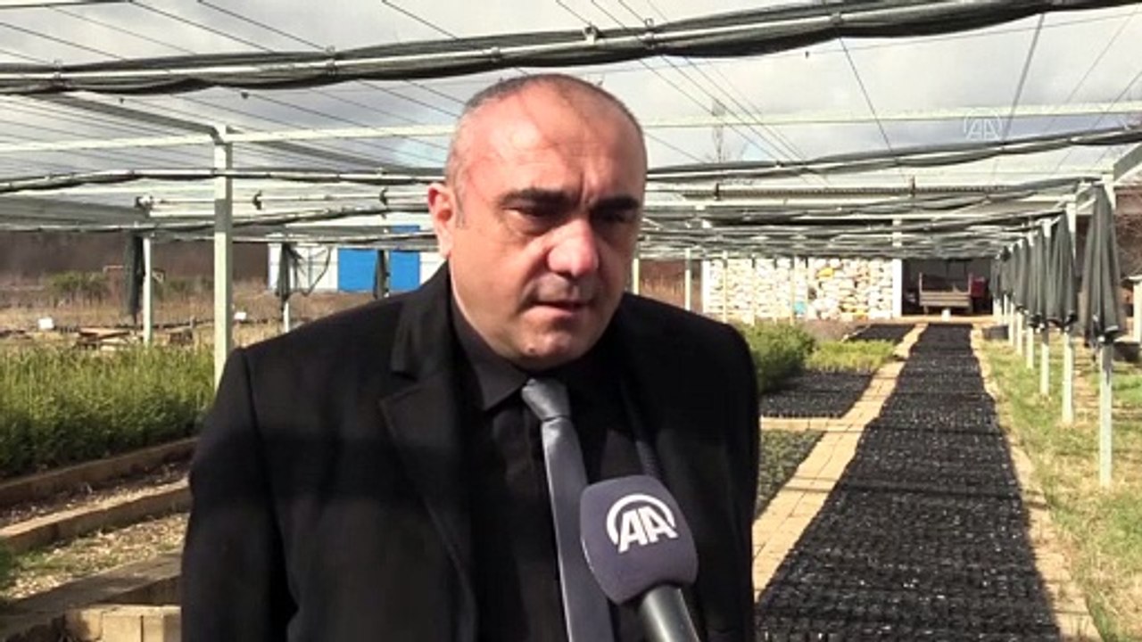 KASTAMONU - Daday Fidanlık Şefliğinde yetiştirilen tohumlar yanan orman alanlarını yeşertiyor (2)