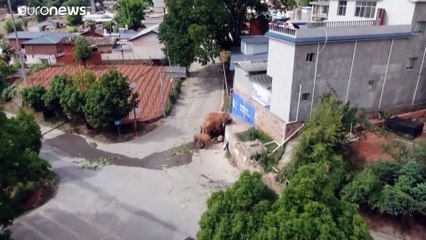 Ελέφαντες «βολτάρουν» σε χωριά της Κίνας