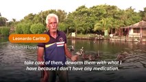 ‘I take care of them’ - Cuban man befriends pelican colony