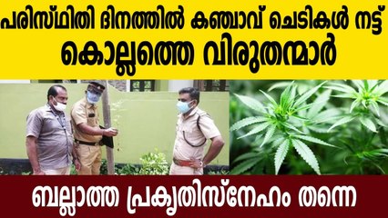 പരിസ്ഥിതി ദിനത്തിൽ പാതയോരത്ത് നട്ടത് കഞ്ചാവ് ചെടികള്‍