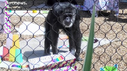 فيديو: نفوق "كوبي".. أقدم ذكر شمبانزي في الولايات المتحدة عن 63 عاماً