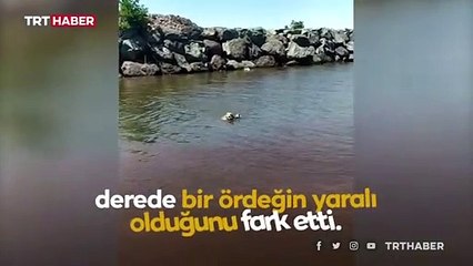 İz takip köpeği ‘Pipet’ ördek dostunun yardımına koştu
