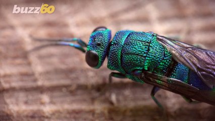 These are Some of the Most Hated Bugs