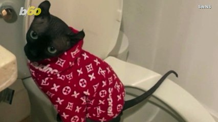 This Clever Cat Figured Out How To Use a Human Toilet