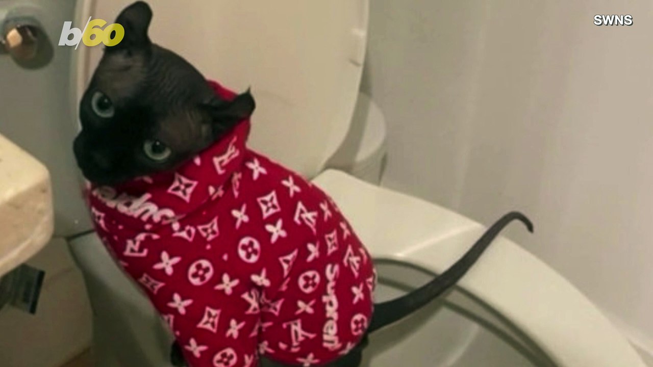 This Clever Cat Figured Out How To Use a Human...