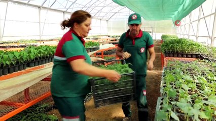 55 bin ata tohumu fideleri toprakla buluştu