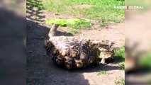 Küçük kaplumbağa ters dönen büyük kaplumbağayı böyle kurtardı