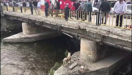 BAYBURT - Nehirde mahsur kalan köpeği itfaiye ekipleri kurtardı