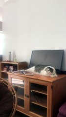 Costume Cat Ears Creep Out Kitty