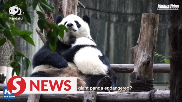 Why has giant panda been downgraded from endangered to vulnerable ? | Pandaful Q&A