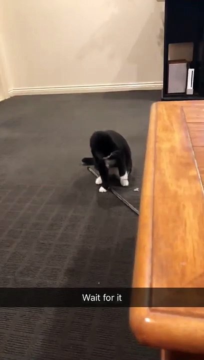 Silly Kitty Bounces Around Bug