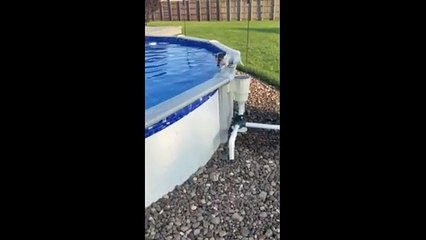 Small pup uses filter to exit swimming pool