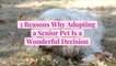3 Reasons Why Adopting a Senior Pet Is a Wonderful Decision
