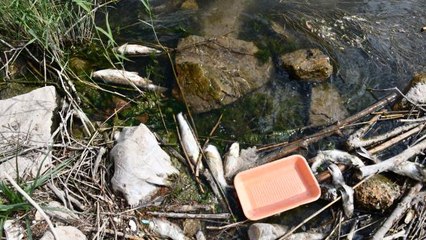 Kızılırmak'ta balık ölümleri görülmesi üzerine inceleme başlatıldı