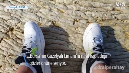 Bursa’nın Güzelyalı Limanı’nda ‘‘Deniz Salyası’’ Görüntüleri