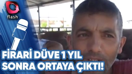 Firari Düve 1 Yıl Sonra Ortaya Çıktı!