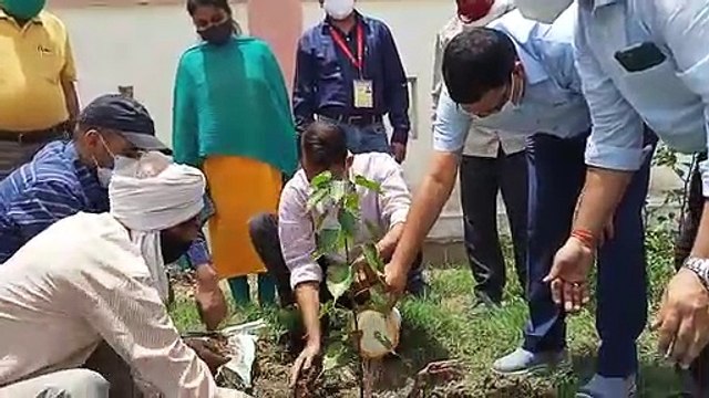 कलेक्टर व अधिकारी-कर्मचारियों ने रोपे पौधे