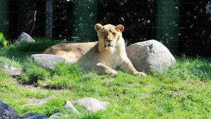 Hayvanat bahçesine de sıçradı! Koronaya yakalanan aslan ailesinden 1 dişi aslan öldü