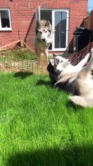Huskies Figuring out Temporary Fence