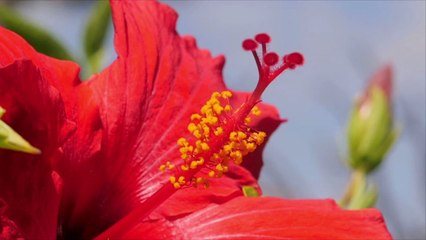 Hawaii Sets Plan to Lift All Travel Restrictions Based on Vaccine Rates