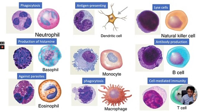 Ch16 Innate Immunity