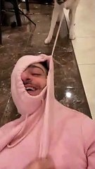 Husky Drags Owner on the Floor by Sweater Laces