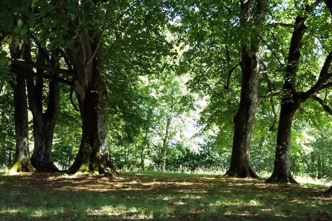 In the trees