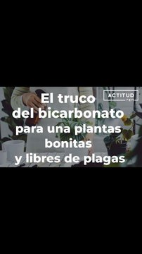 El truco del bicarbonato para plantas bonitas y libres de plagas.
