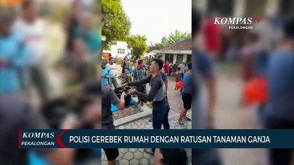 Polisi Gerebek Rumah, Ditemukan Ratusan Tanaman Ganja