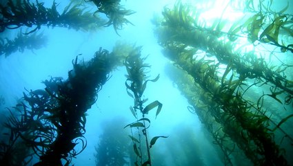 Seaweed: A superfood scoring super results for the environment
