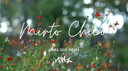 Mirto chico ¿Para qué sirve -Propiedades medicinales