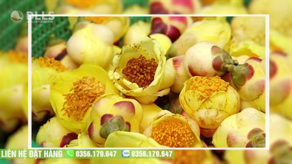 Vì Sao Trà Hoa Vàng Được Mệnh Danh Là "Thần Dược Chữa Bách Bệnh" | Dược Liệu Lương Sơn