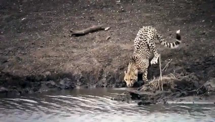 వైరల్‌: నీటి కోసం వెళ్లి మొసలికి బలైన చిరుత!