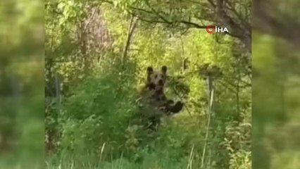 Köye inen aç ayı paniğe neden oldu