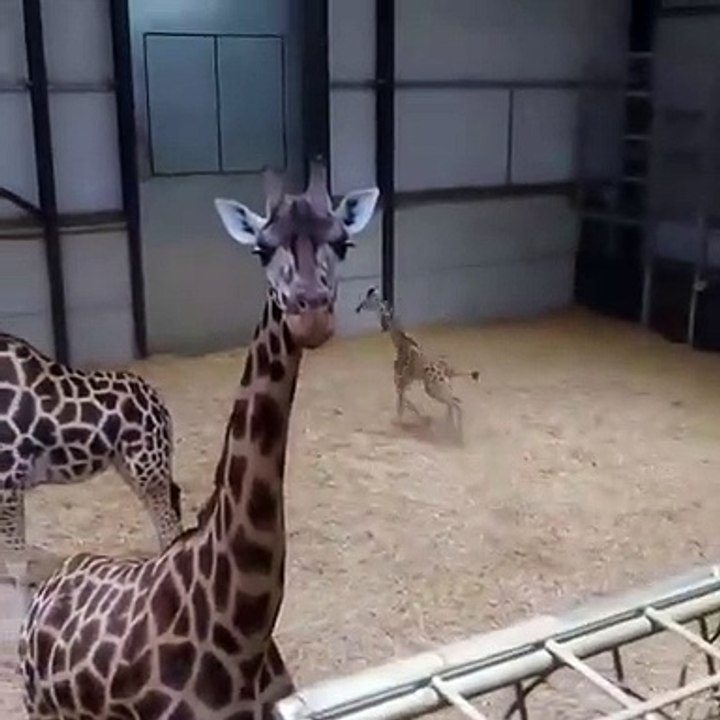 Baby Giraffe