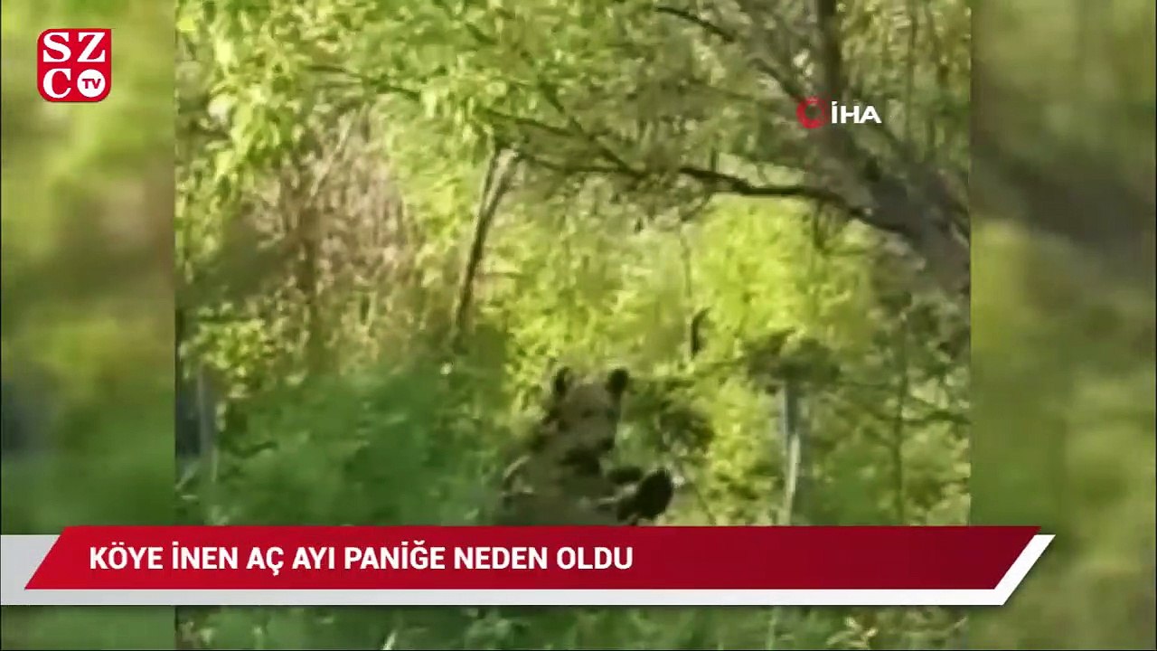 Köye inen aç ayı korku ve paniğe neden oldu