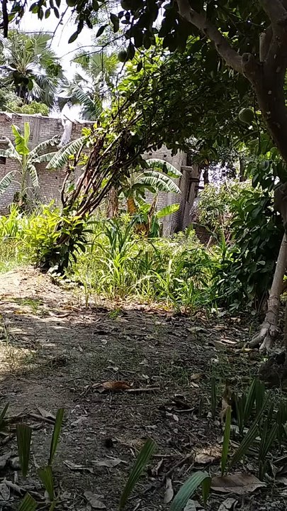 Mango tree 