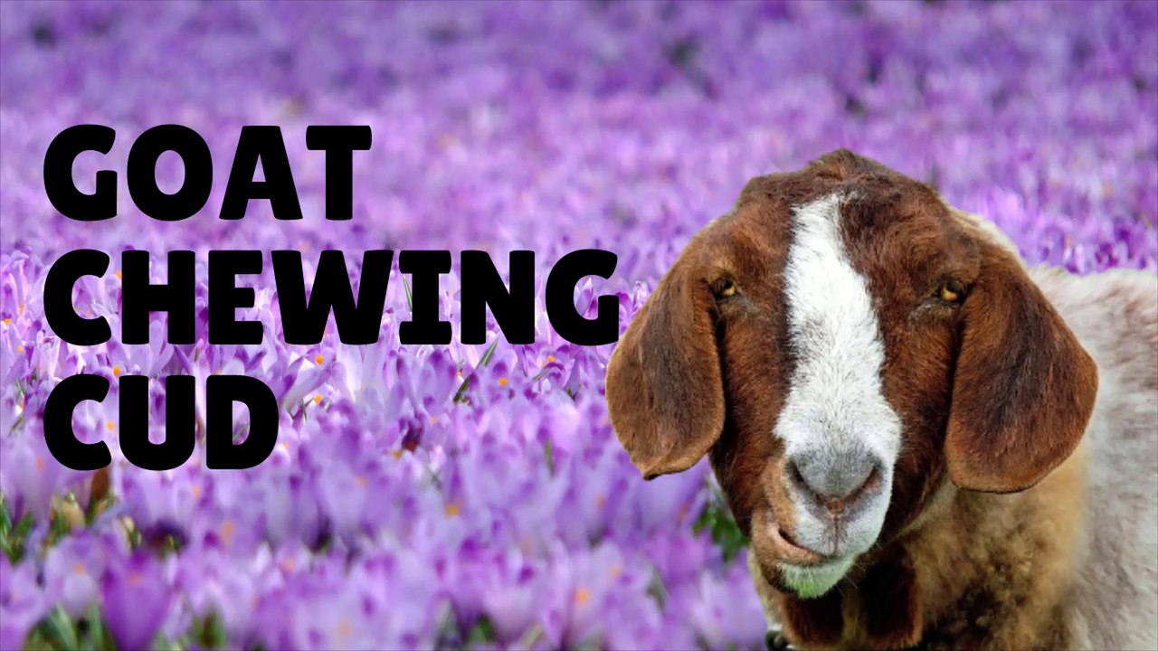 Goat Chewing Cud | Kingdom of Awais