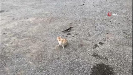 Karganın tehlikeli oyunu