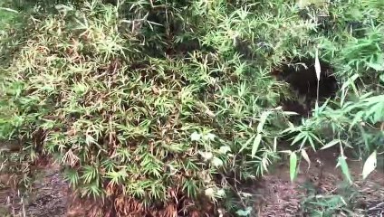 Successful Bamboo Farming In India Get 40Years Buyback Agreement Best Bamboo Market In India